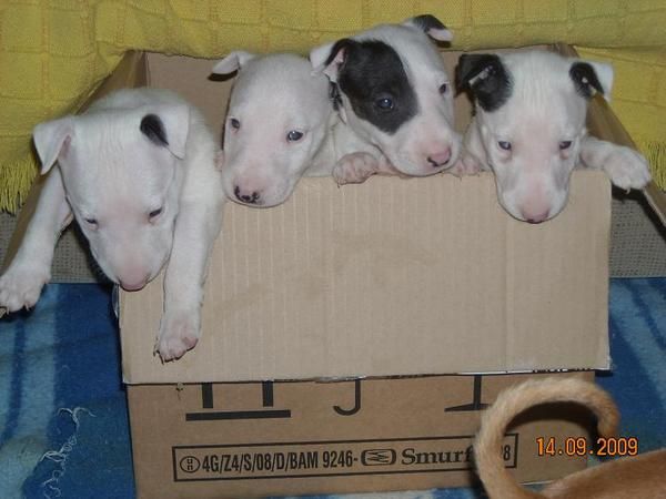 bull terrier standar