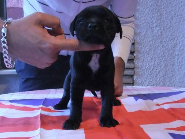 cachorro stafordshire bull terrier