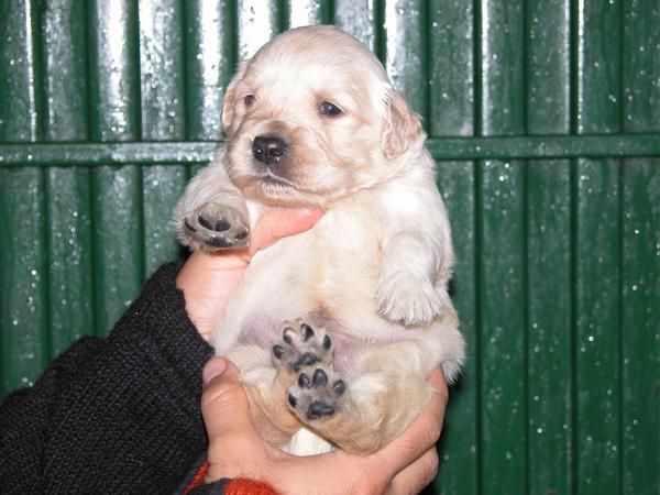 Cachorros de Golden Retriever