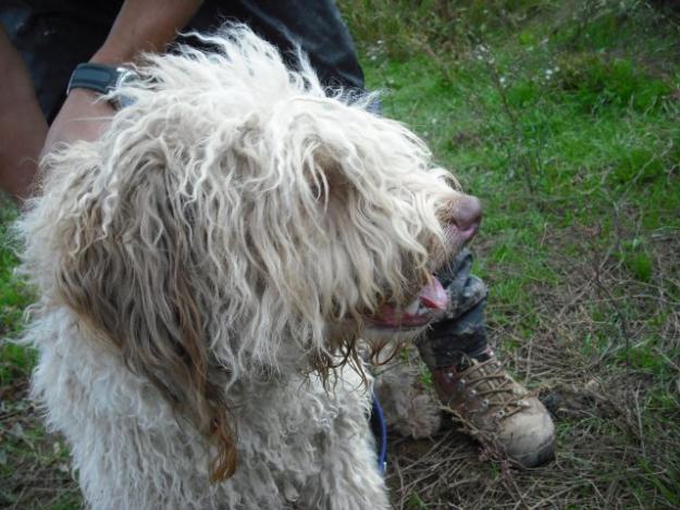 Dani, perro de aguas español en la protectora