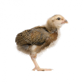 Gallina araucana