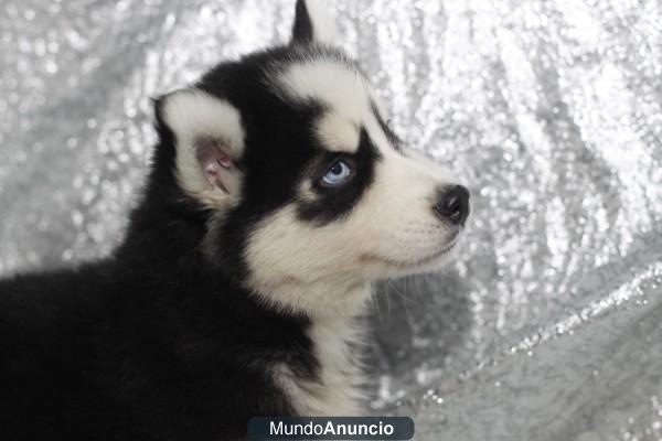 HUSKY SIBERIANO, CACHORROS –GARANTIA AQUANATURA- ASESORAMIENTO PROFESIONAL