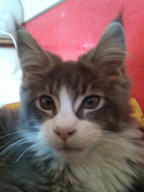 Maine coon Blue white tabby