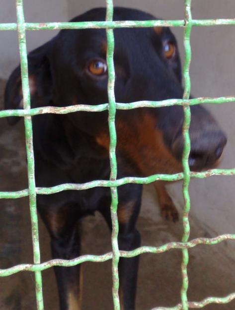 MARLON, ENCANTADOR CRUCE DE DOBERMAN