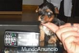 se vende camada yorki