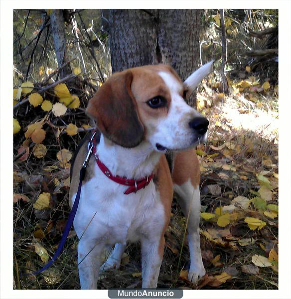 Cachorros BEAGLE para REYES