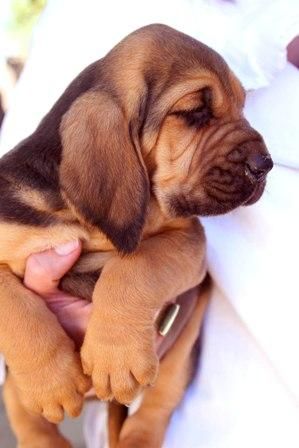 Cachorros Bloodhound Chie de Saint Humert