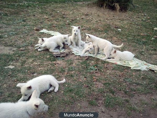 Cachorros Pastor Blanco Suizo