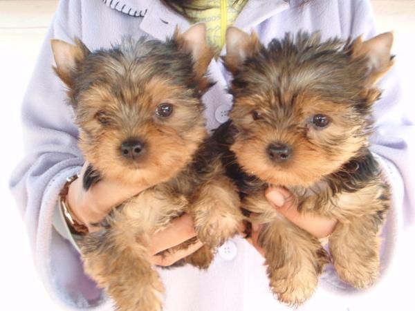 CAMADA YORKSHIRE TERRIER MINIS 380E TRANSPORTES INCLUIDOS