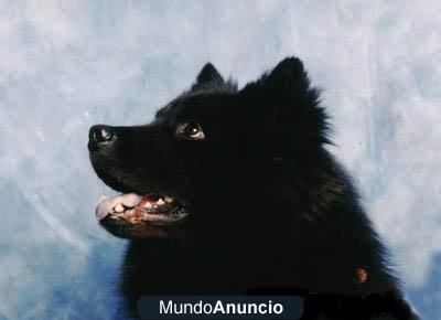 eurasier Cachorros