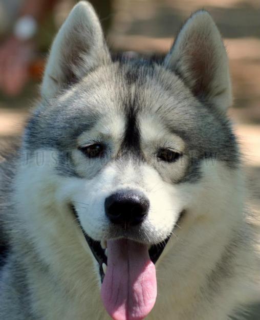 Perros Huskies, Siberian Husky