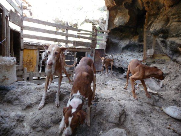 podencos en adopcion