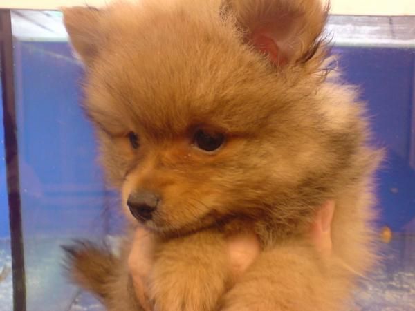 Pomerania Lulu, pequeños zorritos, perros, cachorros, criadero, venta.   Preciosa camada, se entrega a partir de los 2 m