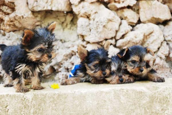 Vendo cachorros de Yorkshire  Barcelona