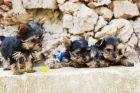 Vendo cachorros de Yorkshire  Barcelona - mejor precio | unprecio.es