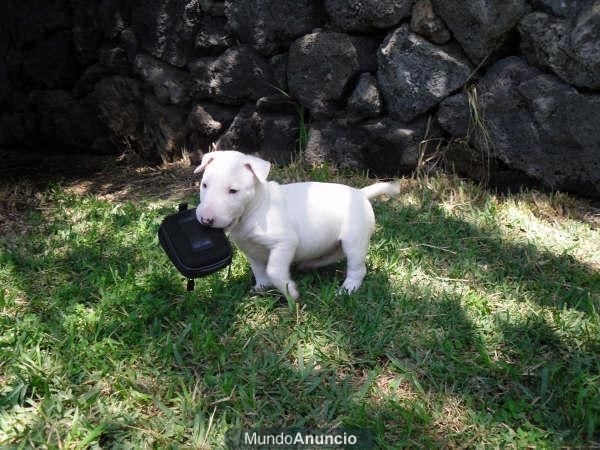 Venta de bull terrier