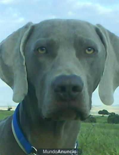 weimaraner se ofrece para monta