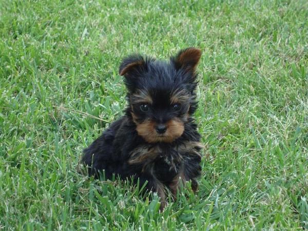 yorkshire,macho,linea coramonte,cachorro de calidad,