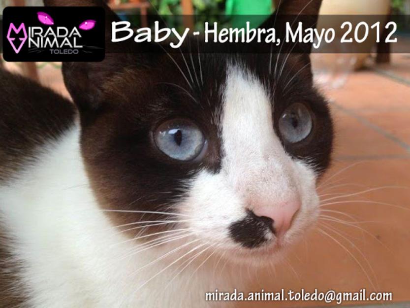 BABY, siamesita encantadora en adopción, TOLEDO-MADRID