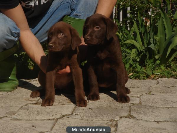 CACHORROS LABRADOR CHOCOLATE 450 €