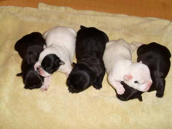 CAMADA DE CACHORROS BULLDOG FRANCES