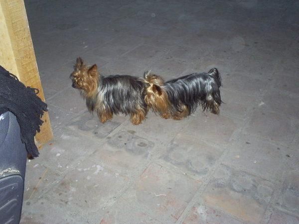 CAMADA DE YORKSHIRE TERRIER MINIS 330E TRANSPORTES INCLUIDOS