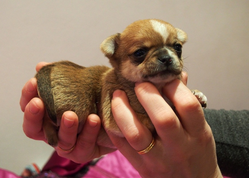 Chihuahuas de Medina Belda