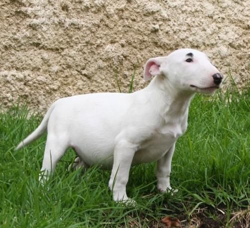 me encantaria que me rregalen bull terrier Vendo Bull Terrier, unos cachorritos excelentes