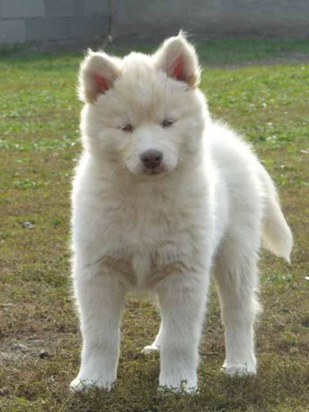 Se regalan Huskies