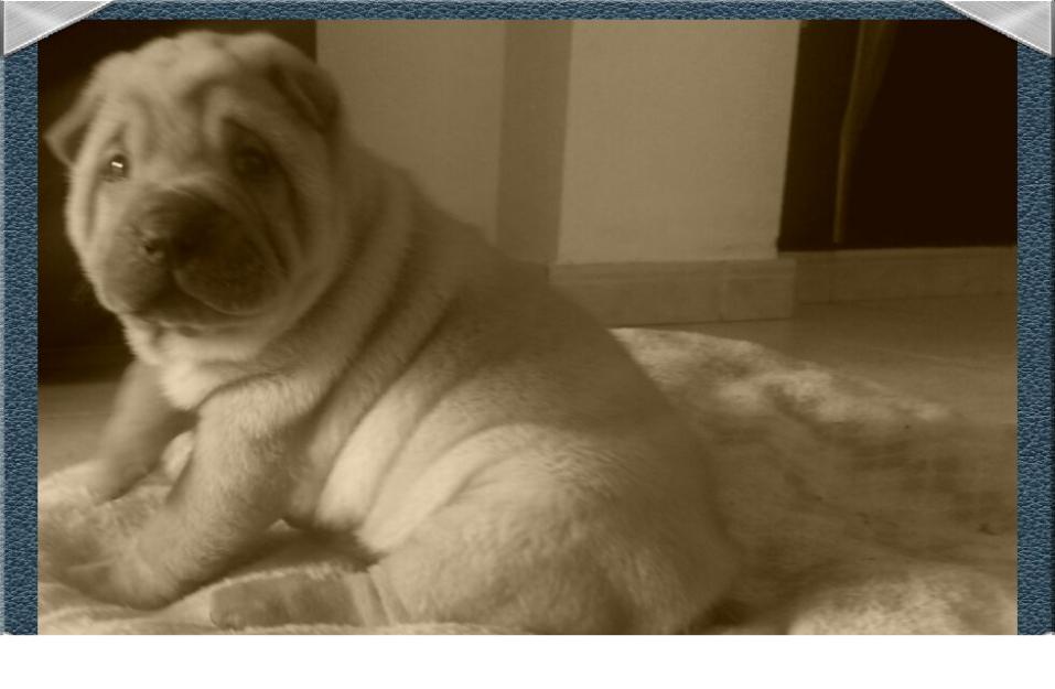 se vende sharpei