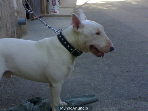 urge!! bull terrier vendo o cambio