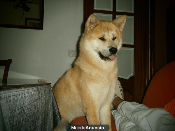 Camada Akita Inu Japones, Córdoba