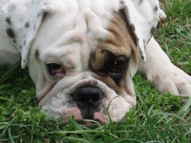 Bulldog Inglesa busca novio para monta