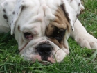 Bulldog Inglesa busca novio para monta - mejor precio | unprecio.es