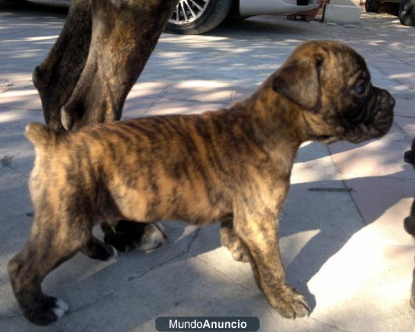 CACHORRO BOXER MACHO ATIGRADO