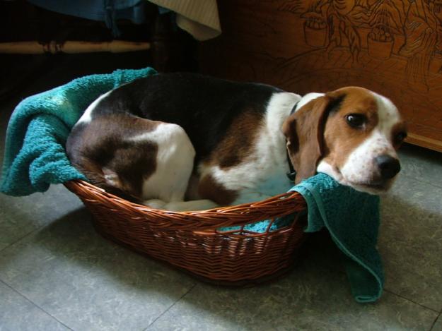 Cachorros de Beagles criados en una familia con niños