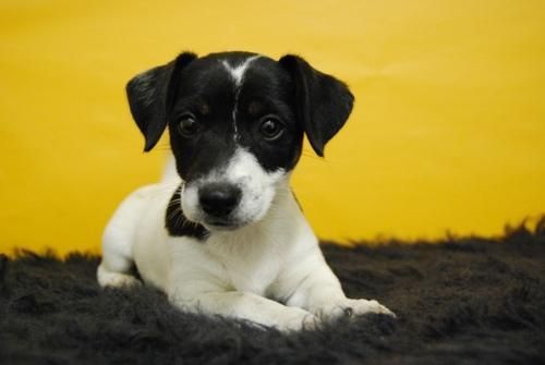 cachorros de juck rusell , camadita en MADRID