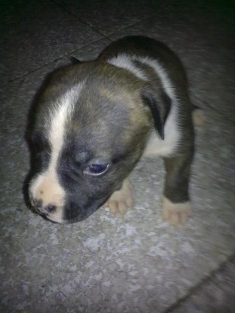 CACHORROS DE PURA RAZA