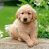 Golden retriever de VillaCarsan