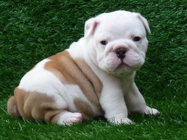 Libre: Dos Healthy Un KC cachorros Bulldog Inglés Disponible