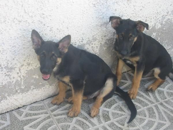 Pastores alemanes,cachorros con pedigree.