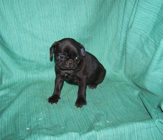 PRECIOSA CACHORRITA DE CARLINO NEGRO DE GRAN BELLEZA