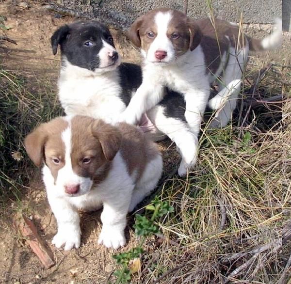 Regalo cachorro en adopción.