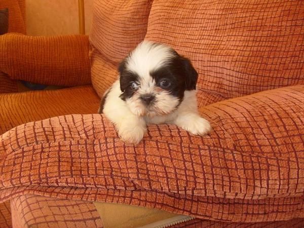 shih tzu con pedigree