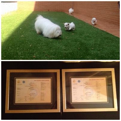 Coton de tulear cachorros