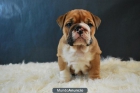 Ejemplares BULLDOG INGLES de alta calidad con pedigree - mejor precio | unprecio.es