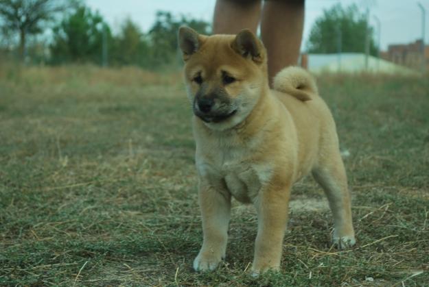 Shiba inu , cria y seleción de la raza , inscritos en Loe , Máxima seriedad