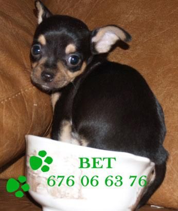 Vendo cachorritos de Chihuahua `¡Tu oportunidad!