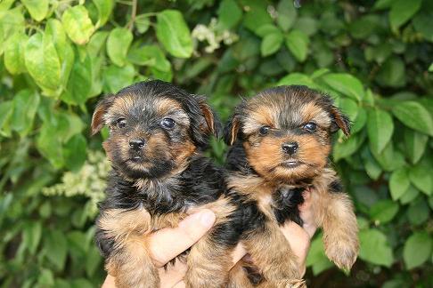 YORKSHIRES SE ENTREGAN CON SUS VACUNAS DE CACHORRO