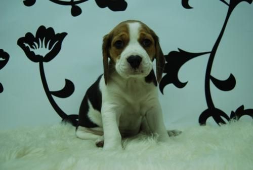 Beagle _ PRECIO MUY COMPETITIVO _ CACHORRITO MUY JUGUETON _ WWW.ANIMALFLOWER.COM